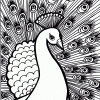 Peacock coloring page
