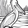 Pelican Coloring page
