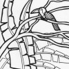 Rainforest tocan coloring page