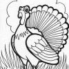Thanksgiving turkey