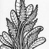 wild flowers coloring page