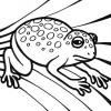 big spotted frog coloring page big spotted frog coloring page
