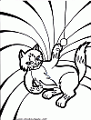 kittten 3 t kittten 3
