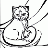 kittten 5 t kittten 5