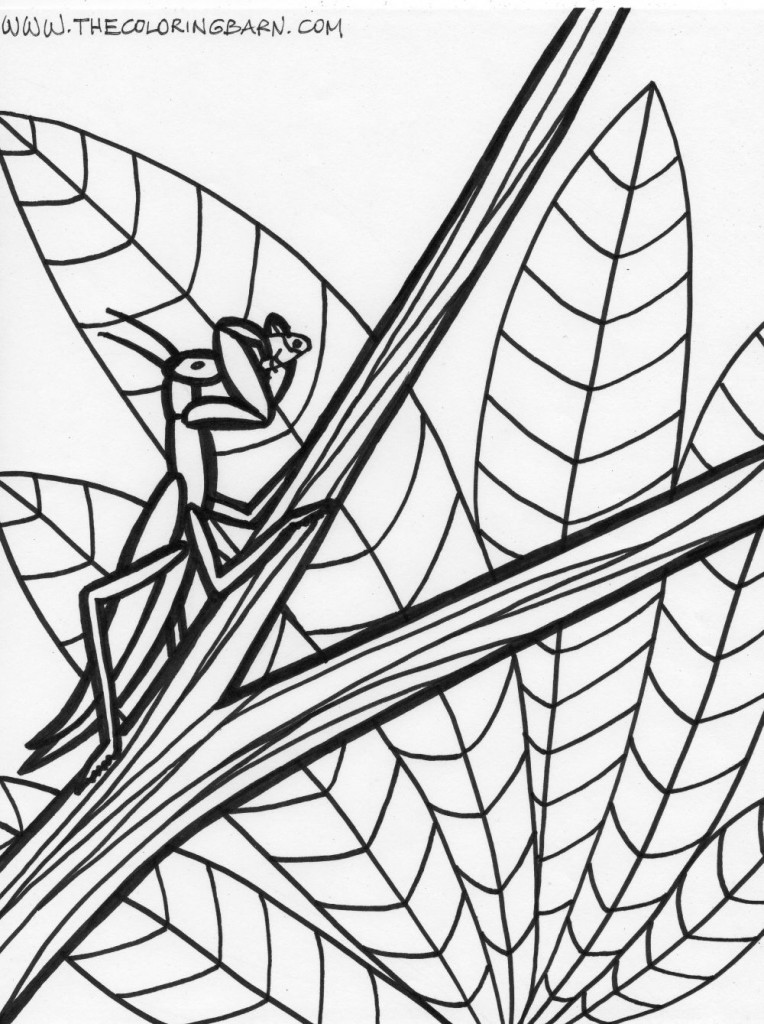 Rainforest mantis coloring page