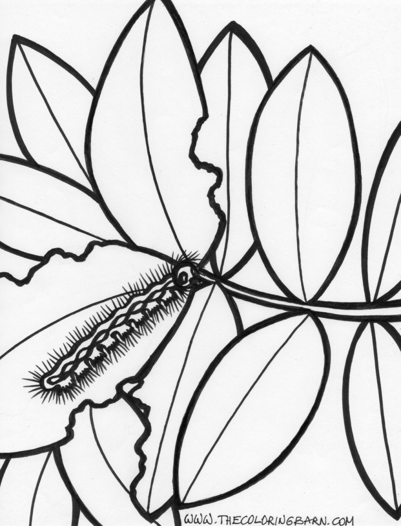 Rainforest caterpillar coloring page