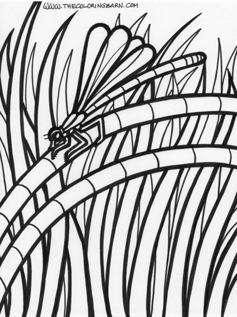 Rainforest dragonfly coloring page