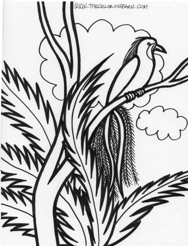 Rainforest bird coloring page