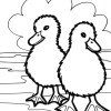 farm ducks coloring page