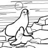 seal coloring page