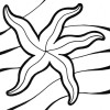 star fish coloring page